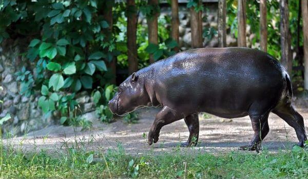 Foto: hipopótamo enano 