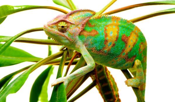 Photo: Adult Yemeni chameleon