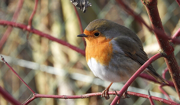 Photo: Robin bird on a branch