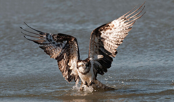 Photo: Osprey from the Red Book
