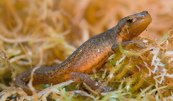 Foto: Vanlig salamander i Russland