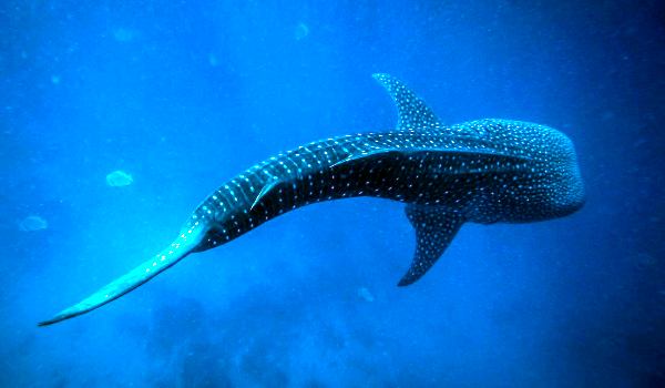 Photo: What a whale shark looks like