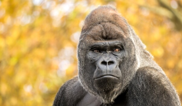 Foto: Gorila zvíře