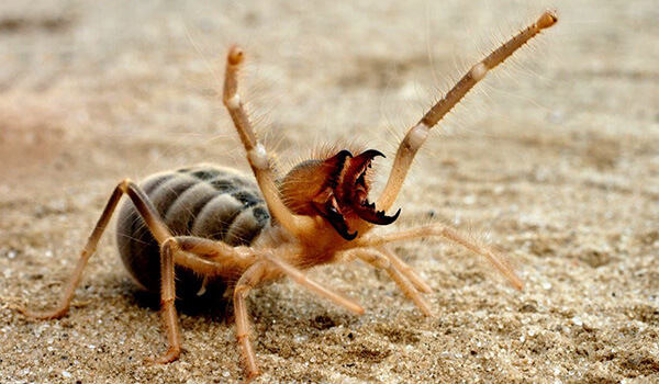 Photo: Falanga spider in Russia