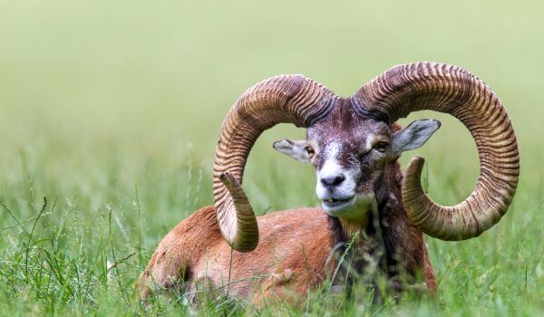 Photo: Mouflon in Russia