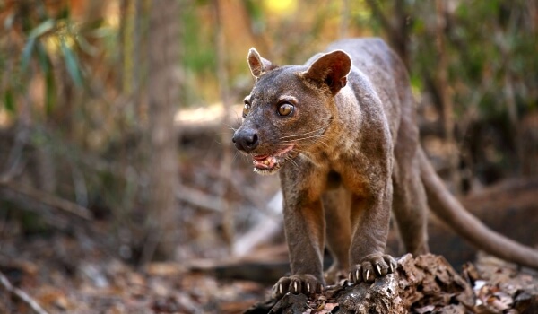 Photo: Fossa from the Red Book