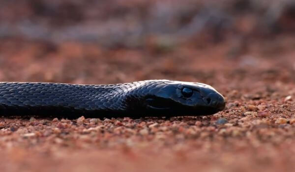  Foto: cobra mamba negra