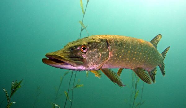 Photo : Pike fish