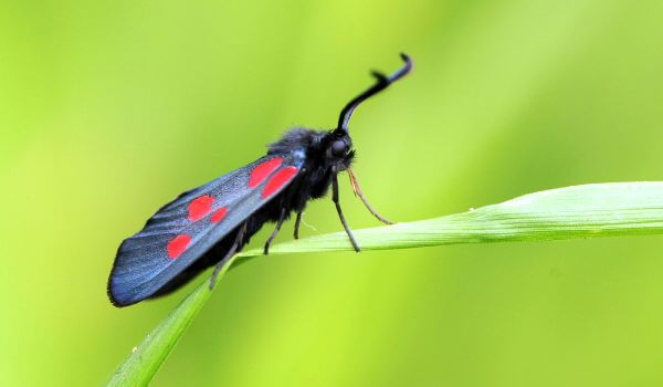 Photo: Poisonous Moth