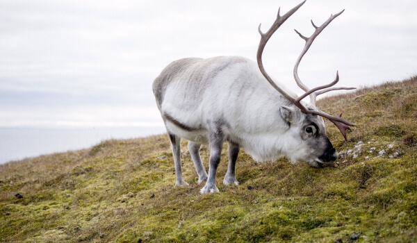 Photo: Reindeer