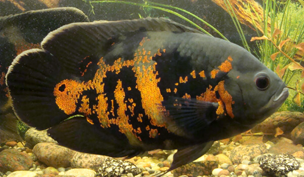 Photo: Ocellated Astronotus