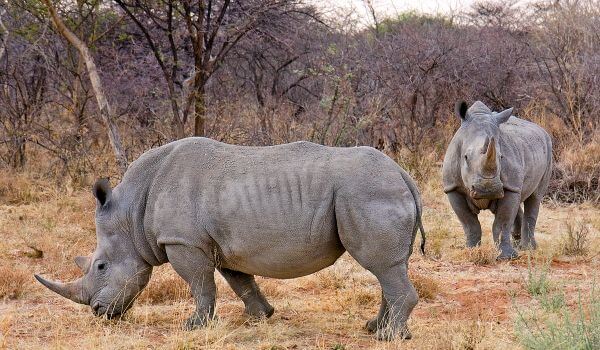  Photo: White Rhino Animal
