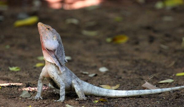 Photo: Frilled lizard animal