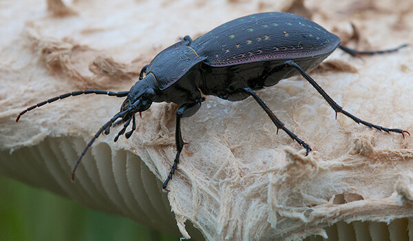 Photo: What a ground beetle looks like