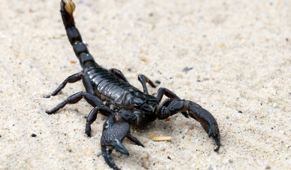 Photo : Scorpion Empereur des Tropiques