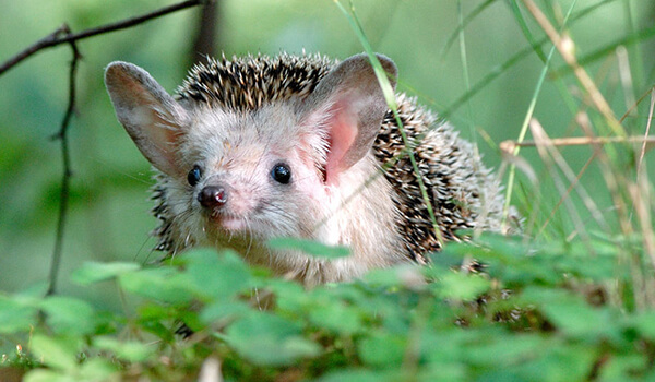 Photo: What a long-eared hedgehog looks like
