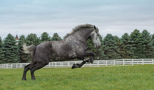 Photo: Percheron horse