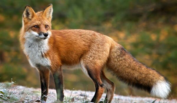 Photo: Common Fox
