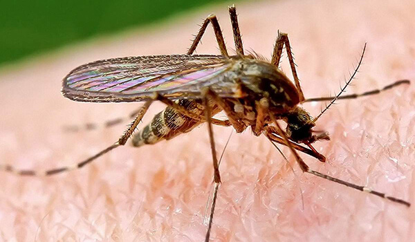 Foto: mosquito da malária