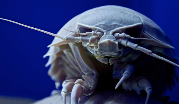  Foto: Isopod