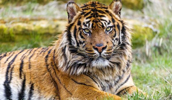 Photo: Sumatran Tiger Red Book