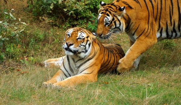 Foto: Amur tiger i naturen