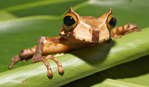 Photo: Tree Frog from the Red Book