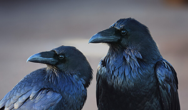 Photo: A pair of black crows
