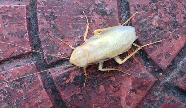 Photo: White cockroach