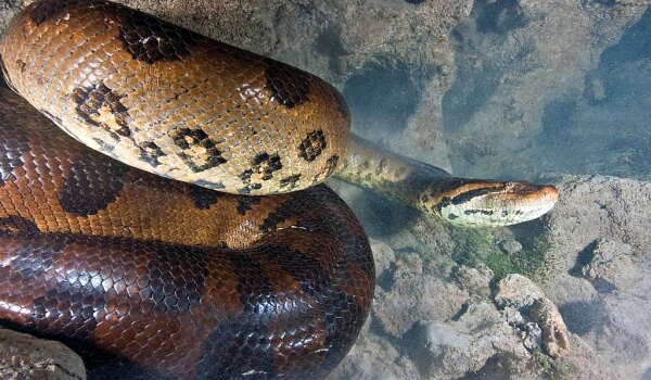 Photo: Anaconda animal