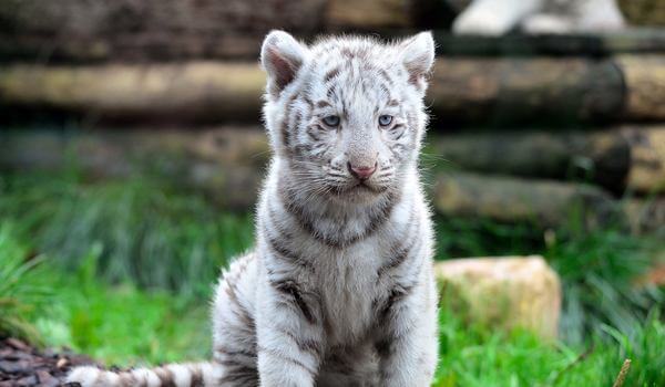 Photo: White Tiger Cub