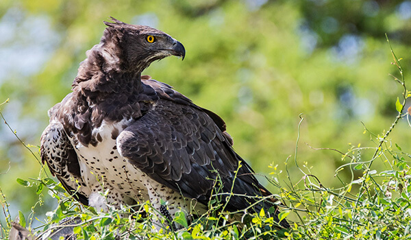 Photo: Crowned Eagle in Africa