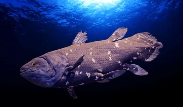 Foto: peixe celacanto