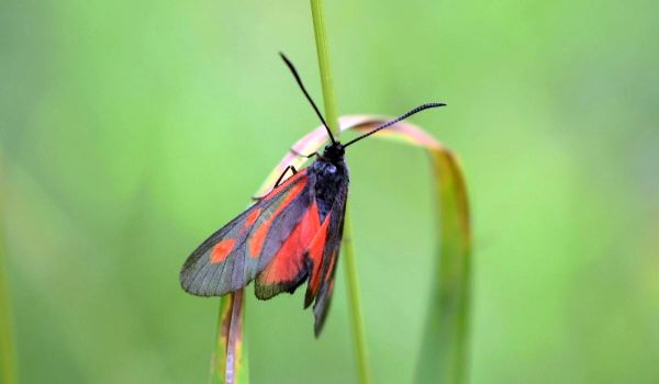 Photo: Moth butterfly from the Red Book