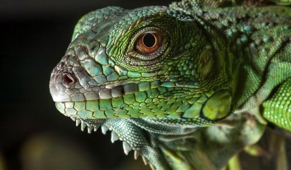 Foto: Iguana Lizard