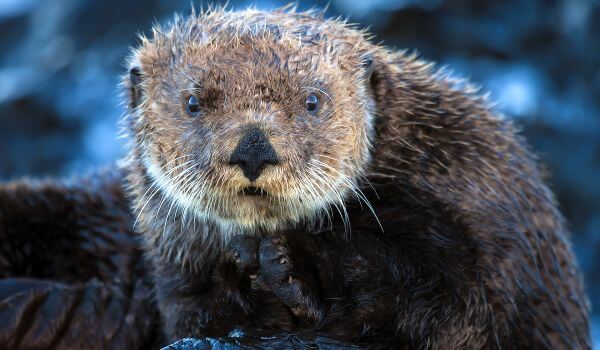 Photo: Sea otter