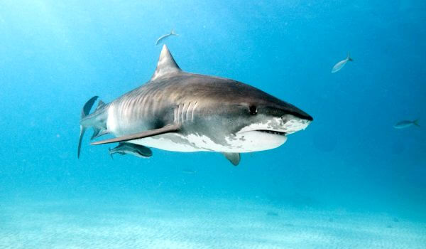 Photo: Great Tiger Shark
