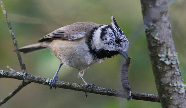 Photo: Crested Tit, or Grenadier