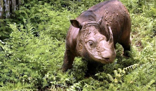 Photo: Sumatran Rhino