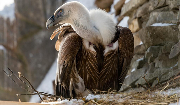  Foto: Griffon Vulture