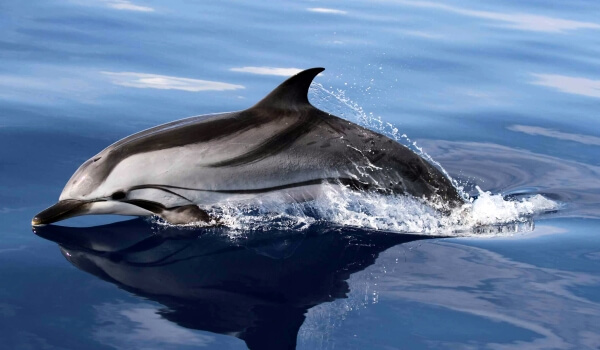 Photo: White-faced dolphin in the ocean