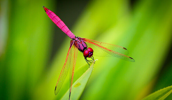 Photo: Pink Dragonfly