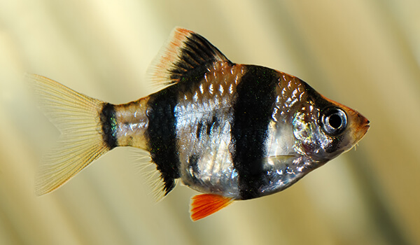 Photo: Sumatran barb fish