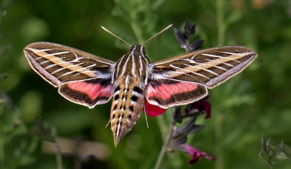Photo: Hawk hawk moth from the Red Book