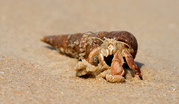 Photo: Hermit crab 