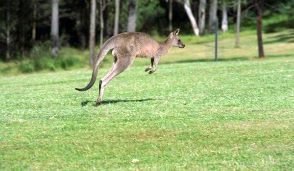 Foto: Western Grey Kangaroo 