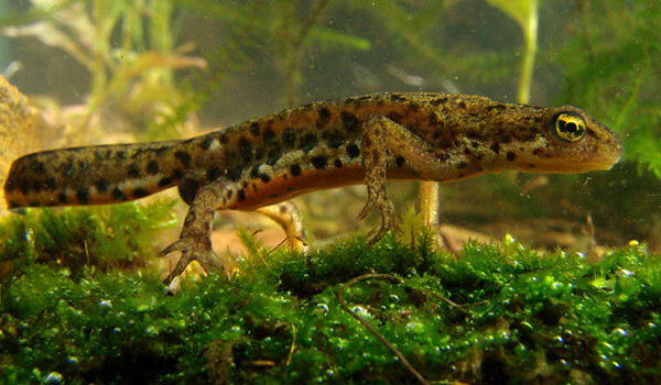 Foto: salamandra comum na água