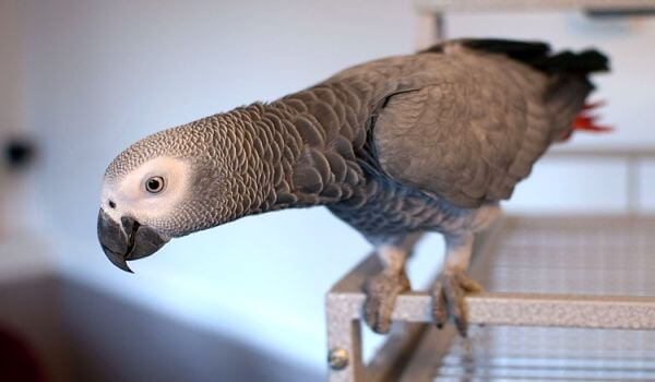 Foto: Jaco huisdier papegaai