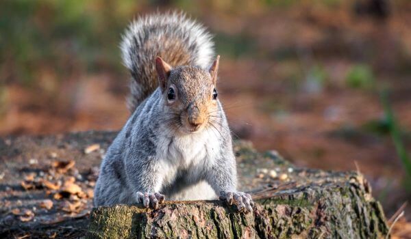 Photo: Gray Squirrel