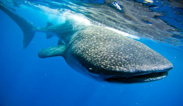 Photo: Whale Shark